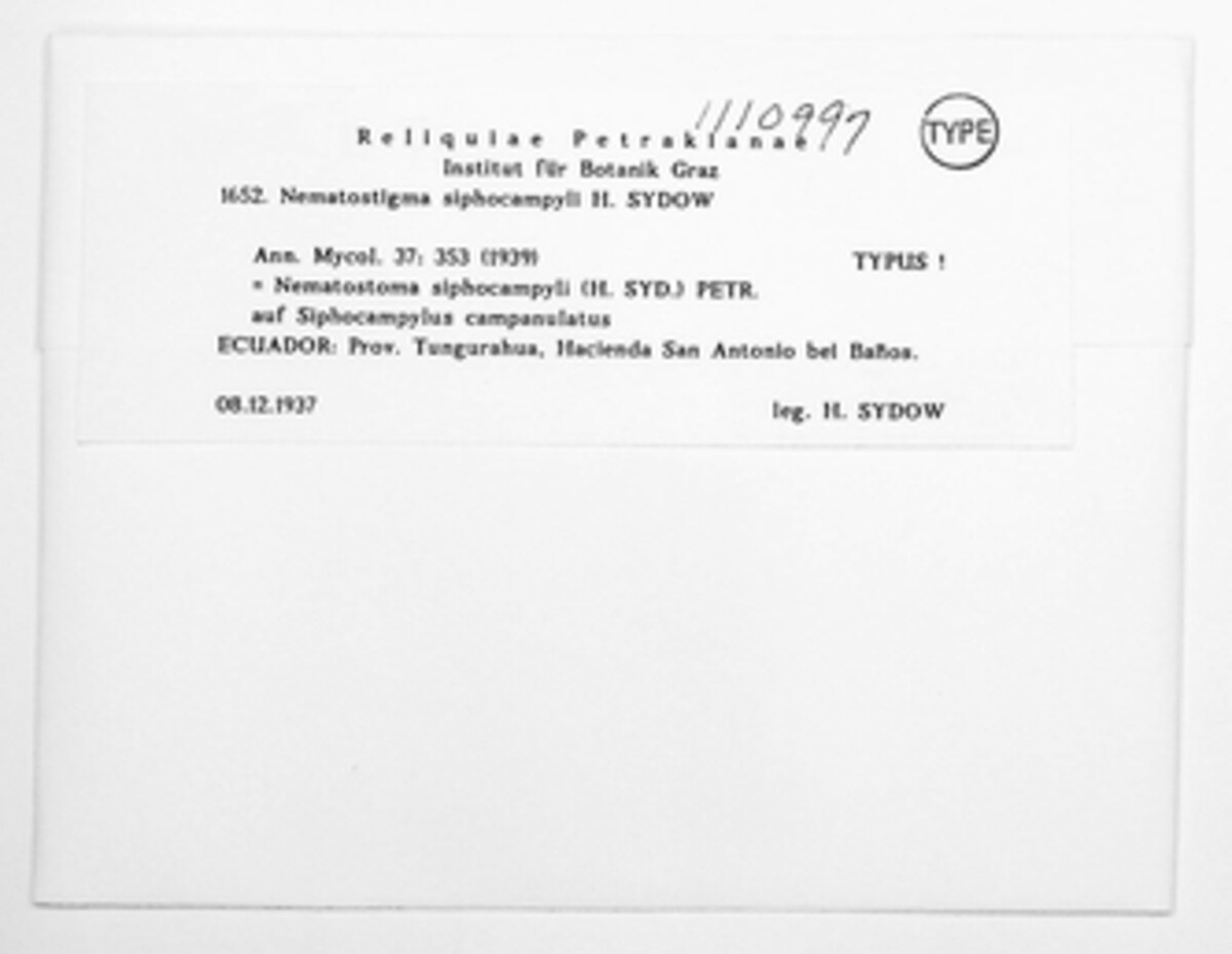 Nematostoma siphocampyli image